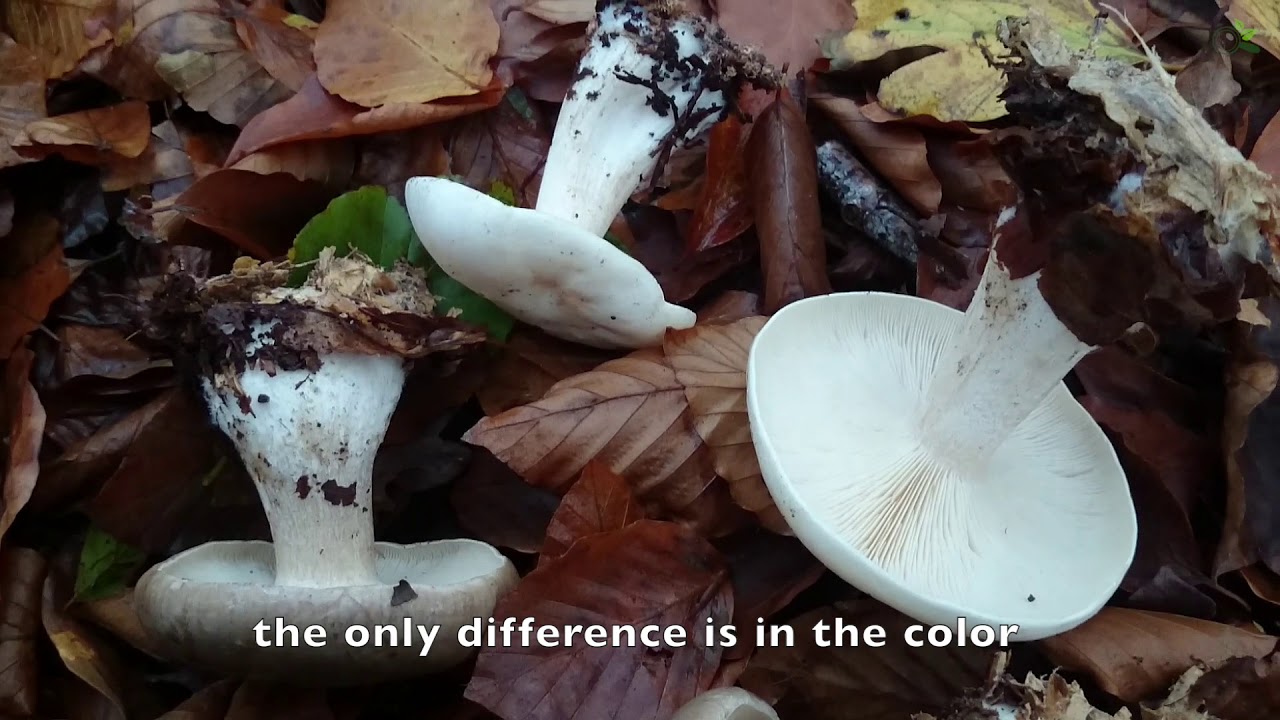 Clitocybe nebularis var. alba