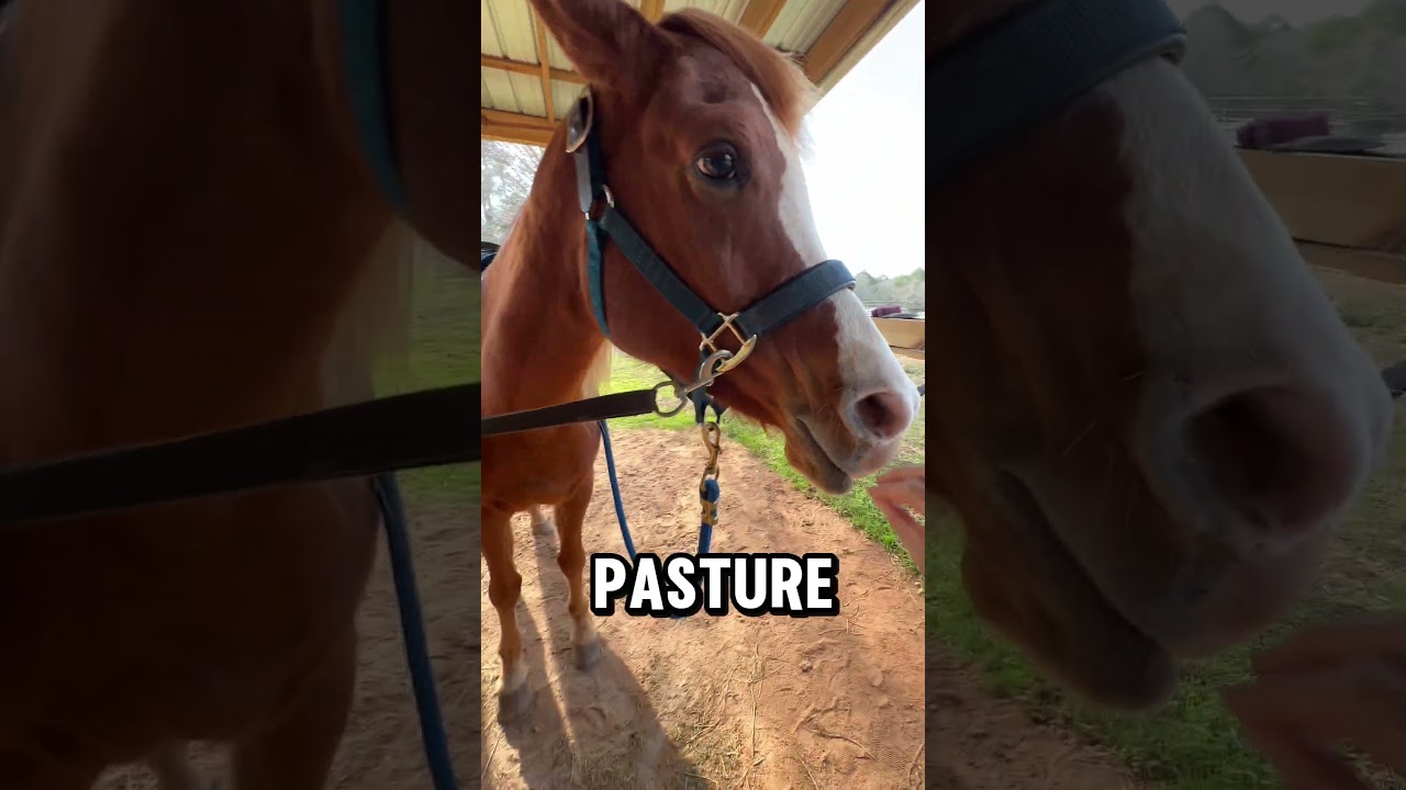 Она послушала. Я выбрал темп. Всё изменилось! 🐴 #лошадь #арабская #верховаяезда #шорты