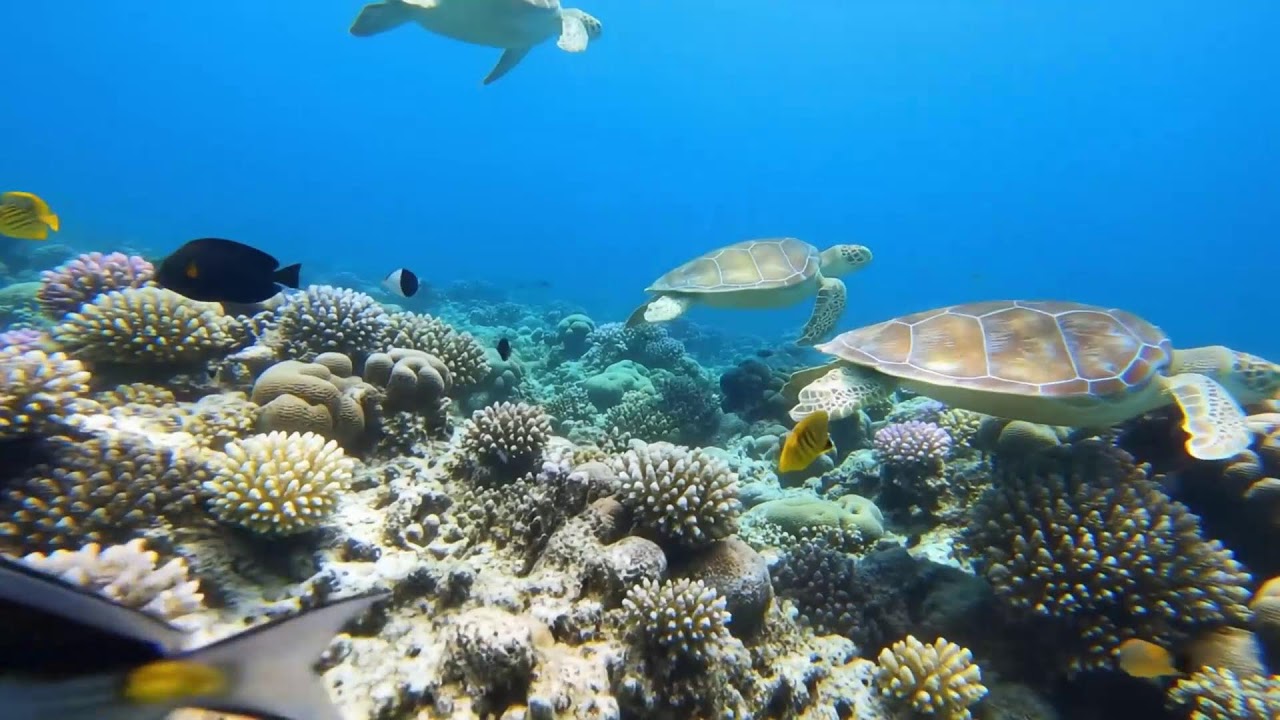 🌊 Underwater Paradise 4K – Beautiful Aquarium Fish with Relaxing Music for Sleep & Stress Relief