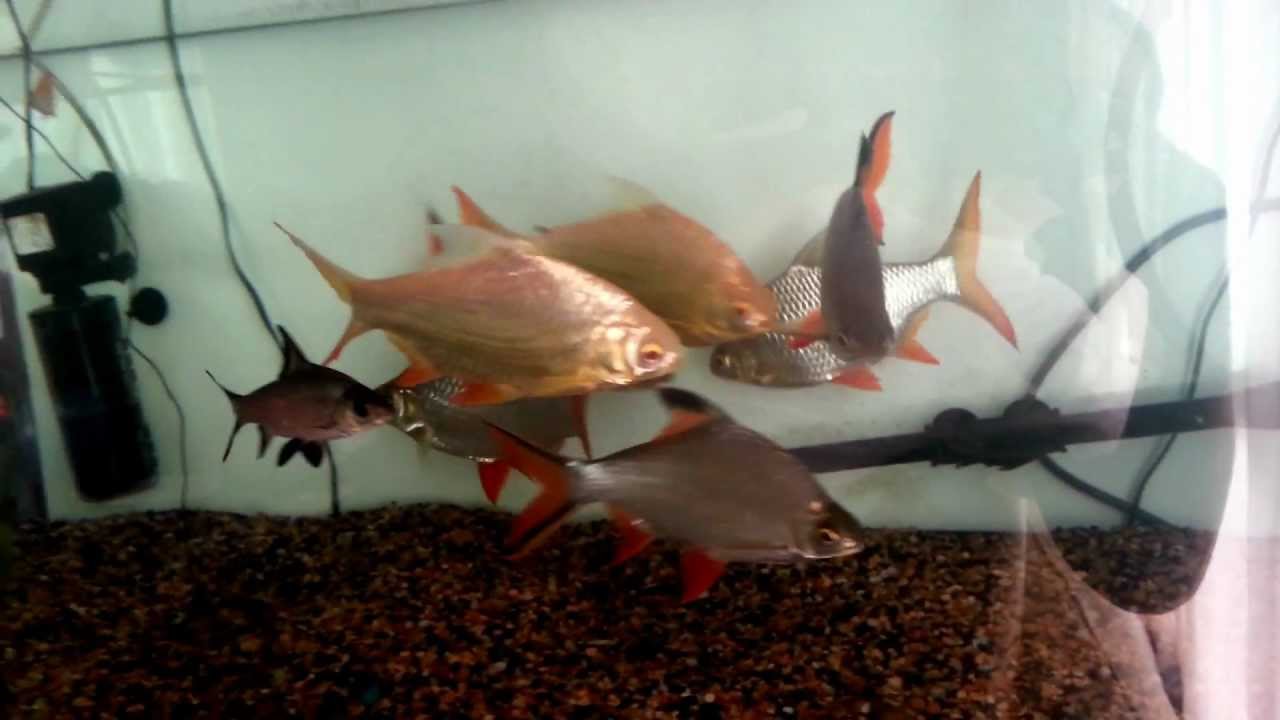 Tinfoil barb in a 100 gallons tank.