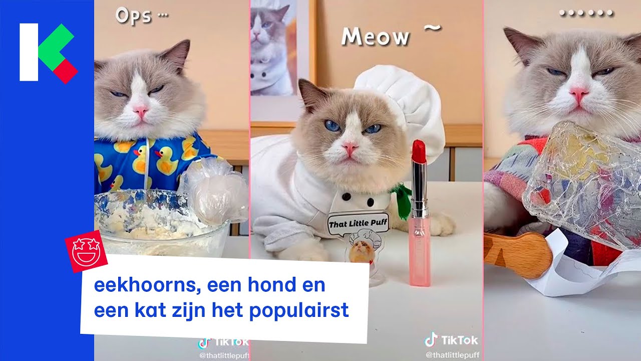 dit zijn de beroemdste dieren op TikTok