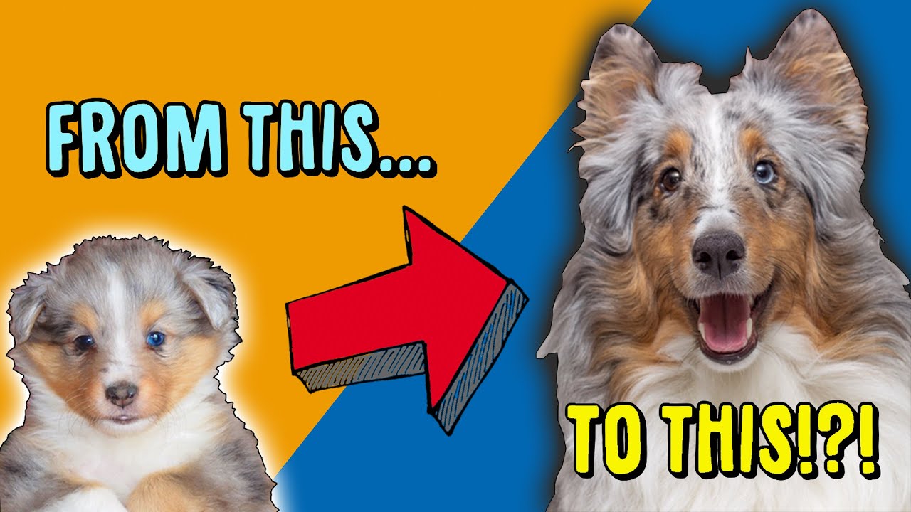 Sheltie Puppy Milo | Blue Merle Shetland Sheepdog Boops and Bamboozles |