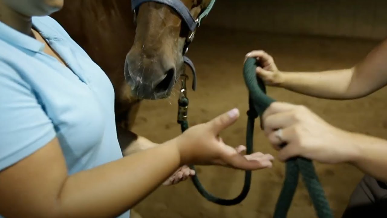 Cognitive Behavioral Therapy, Teens Equine Therapy Activities | Newport Academy