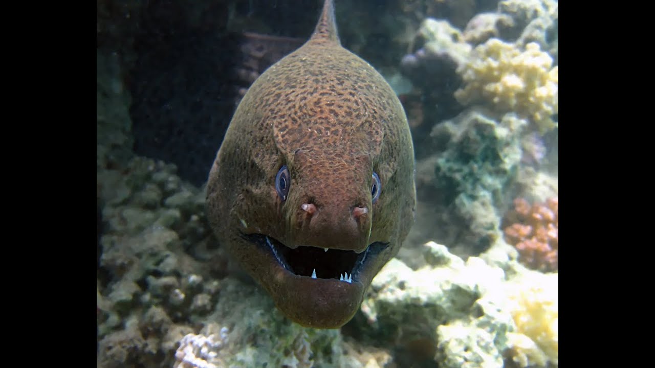 Nat Geo WILD -  Мурены
