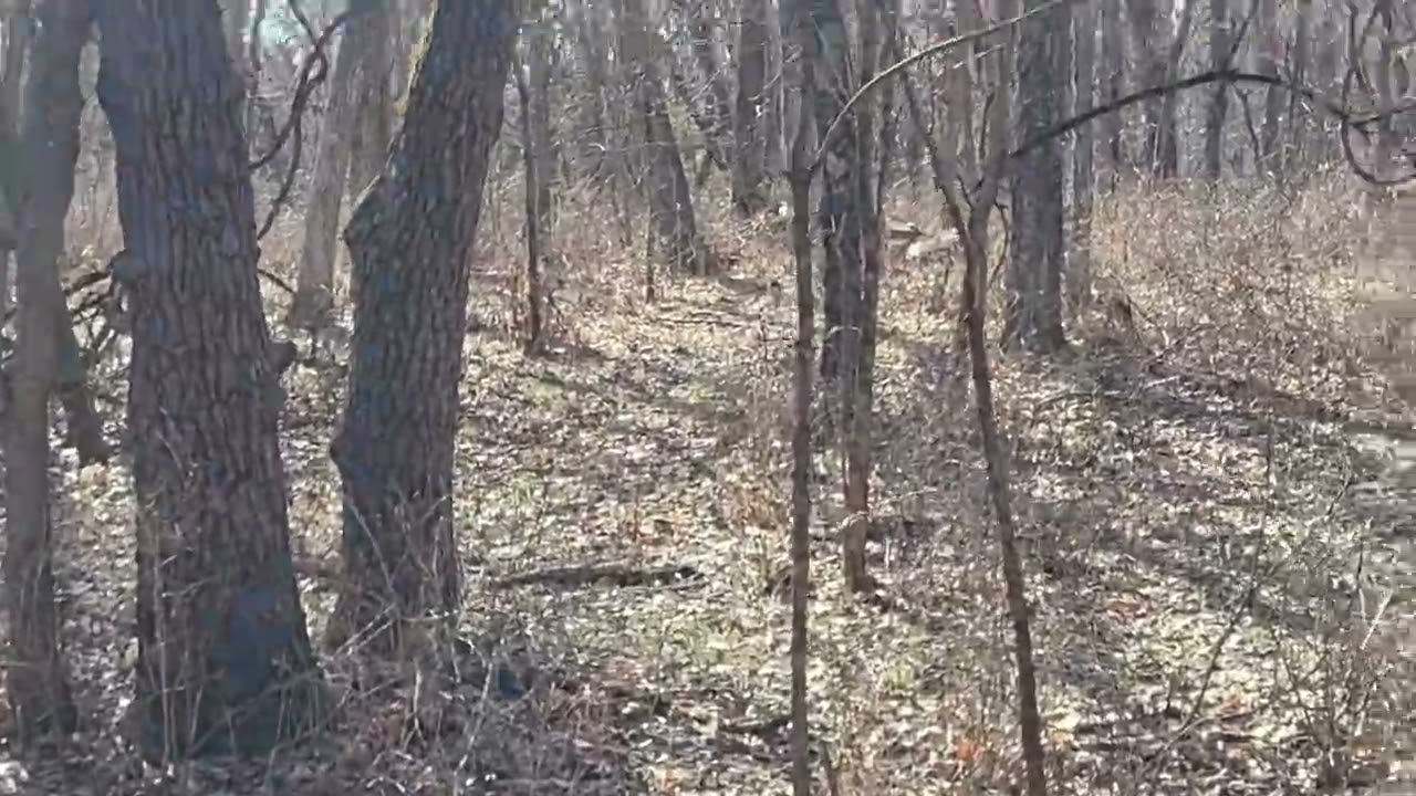 Shed hunting part 2 