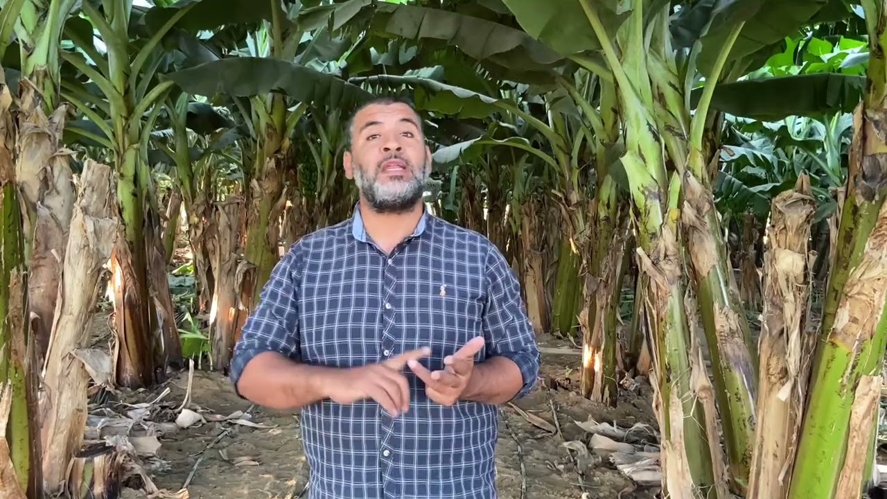 الاعمال الفنيه وبرنامج التسميد فى شهر يوليو(7)