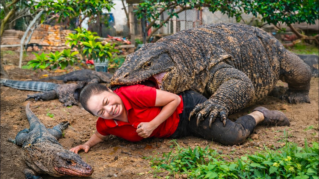 72 Hours on high alert: Giant Komodo creeps up behind - Big Lizard Attack! What Happens Next?