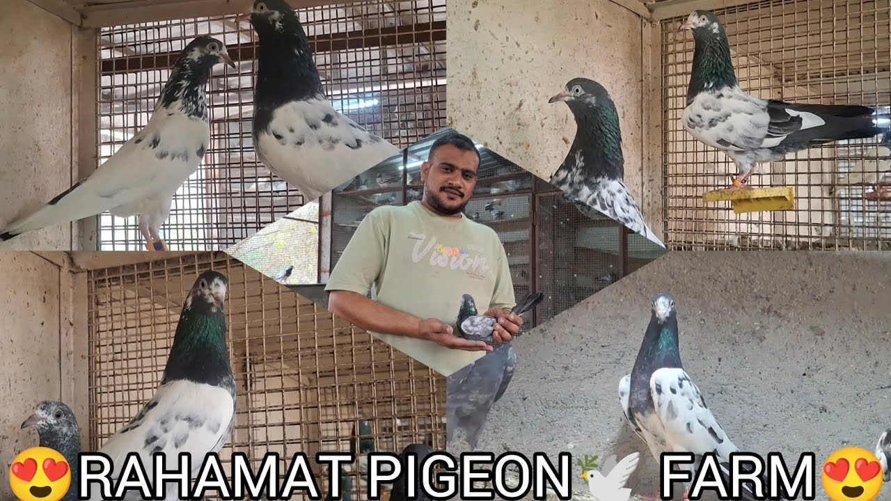 Biggest Rahamat Pigeon🕊️ Farm, Shahbaz Bhai Imported Teddy Pigeons, Maharashtra Mumbai,