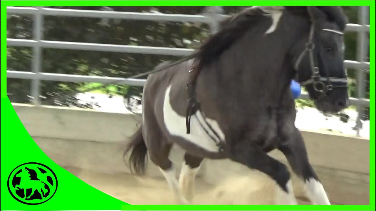 Unreitbares Pferd ? ( Teil 1/3 )