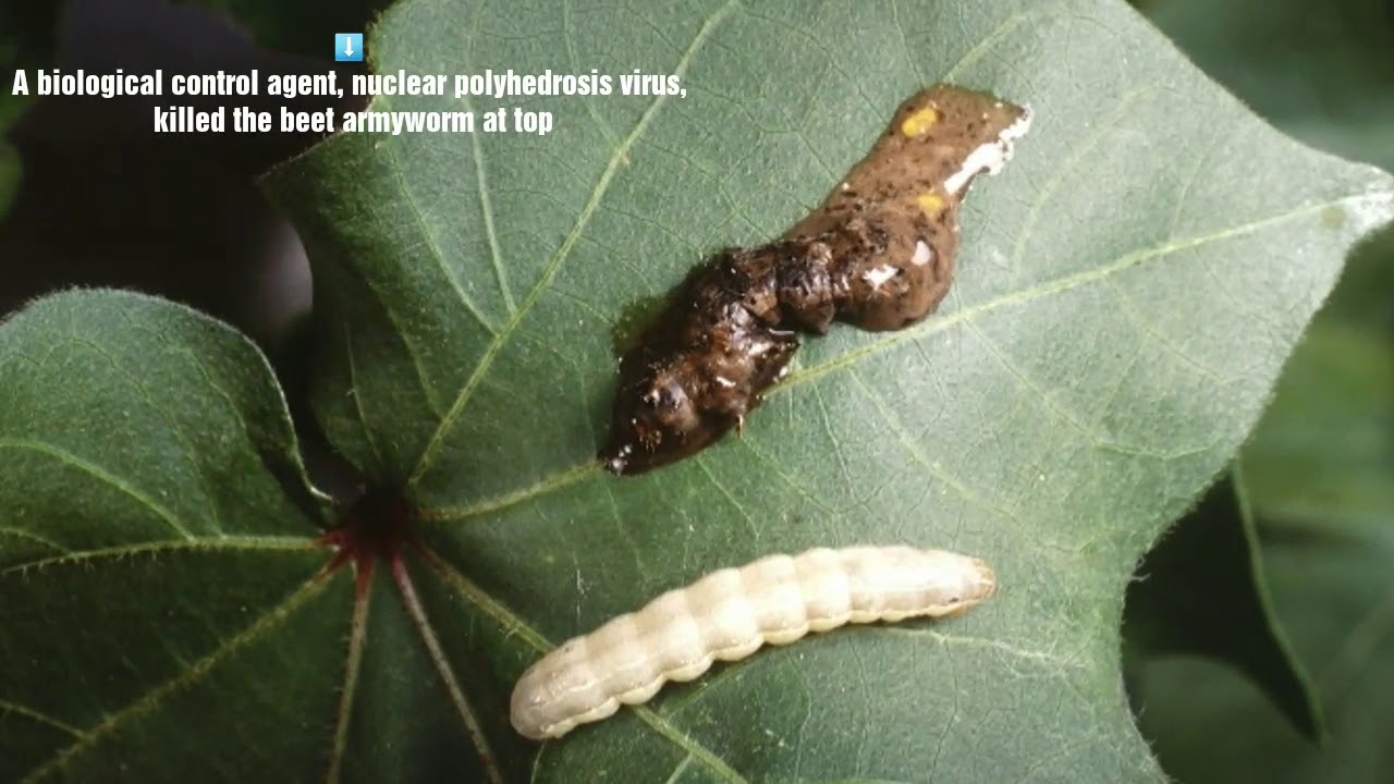 Cotton Pests