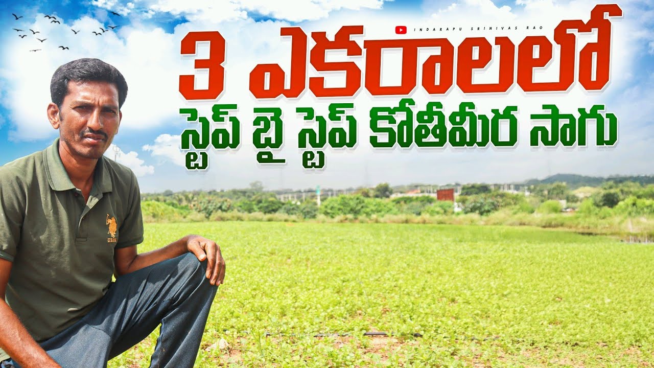 Couriender Cultivation ||  kothmeera Sagu In Summer || కొత్తిమీర సాగు.