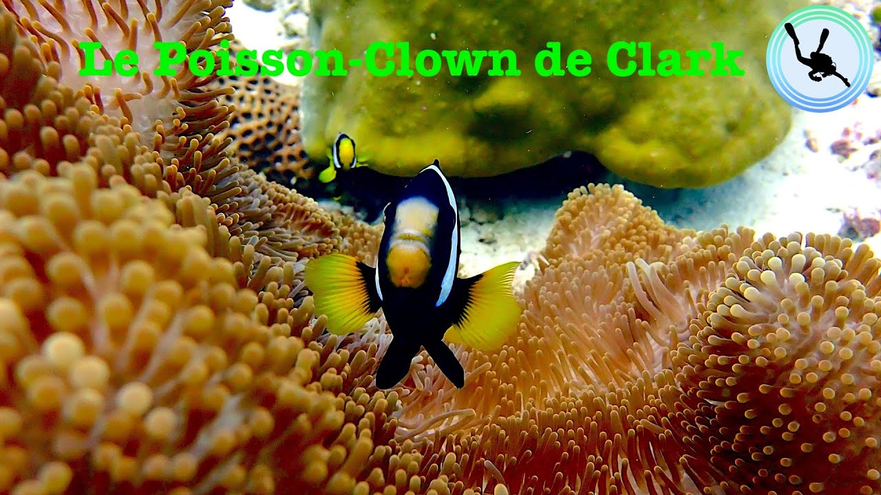 Poisson-Clown de Clark