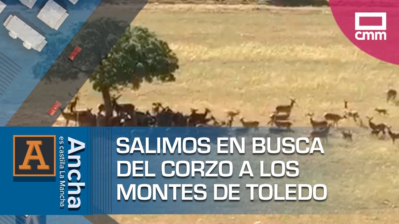 Salimos en busca del corzo a los Montes de Toledo