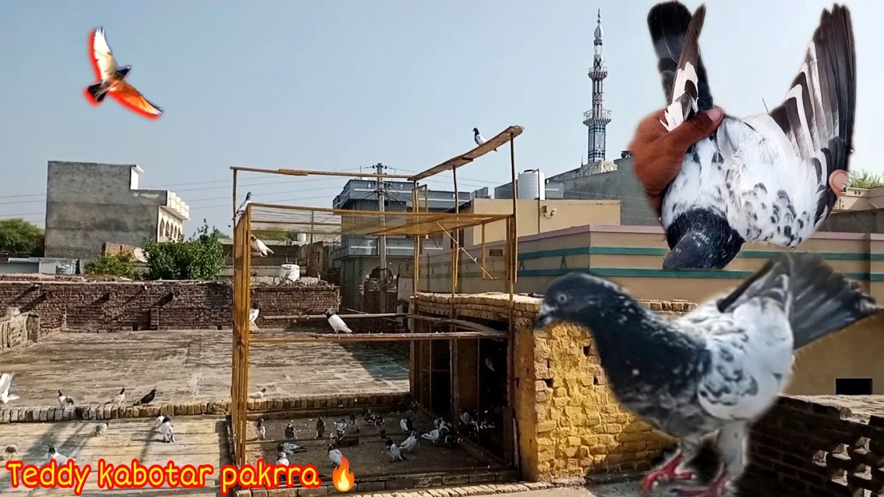 Salara Teddy Kabootar Pakra 🔥 سلارہ ٹیڈی کبوتر