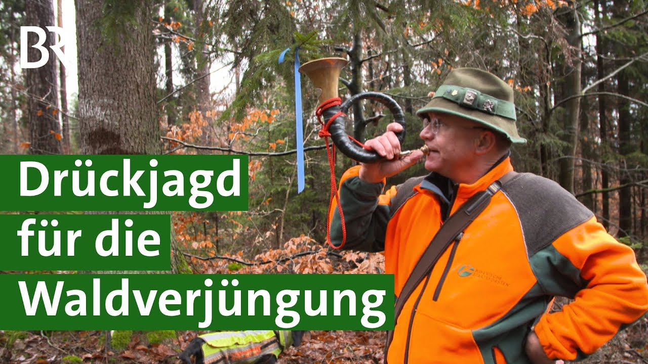 Für nachhaltige Waldverjüngung: Mit Drückjagd gegen zu viel Rehwild | Jagd Doku | Unser Land | BR
