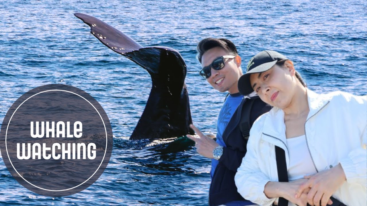 Kaikoura New Zealand 🇳🇿  l WHAT TO DO in Kaikoura 凯库拉新西兰 l 在凯库拉有哪些活动