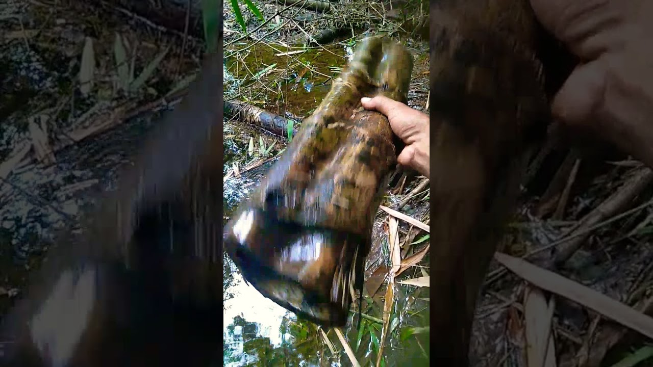 bambu unik alami asli