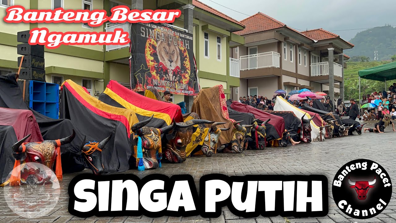 Singa Putih feat Banteng Wisnu Agung Joyo Gumelar / Karya Muda Batu || Live Padusan