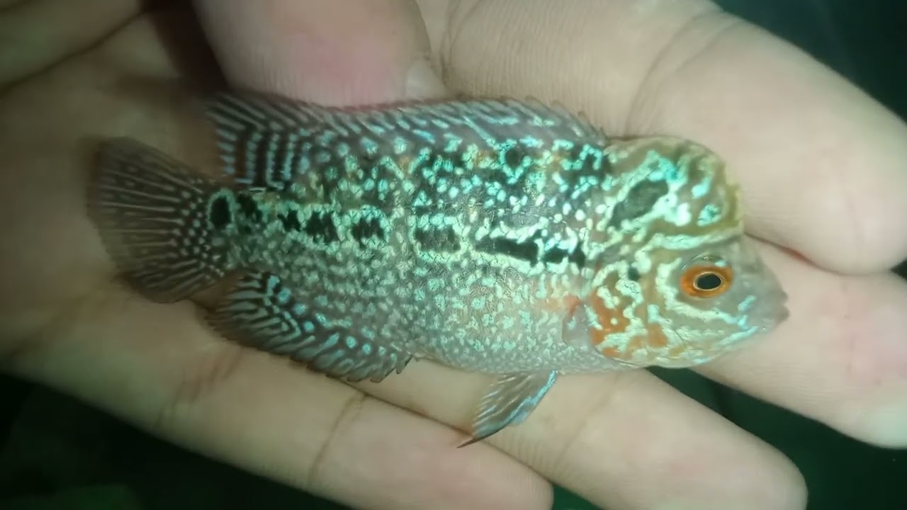 zhen zhu small but kok up Flowerhorn Fish