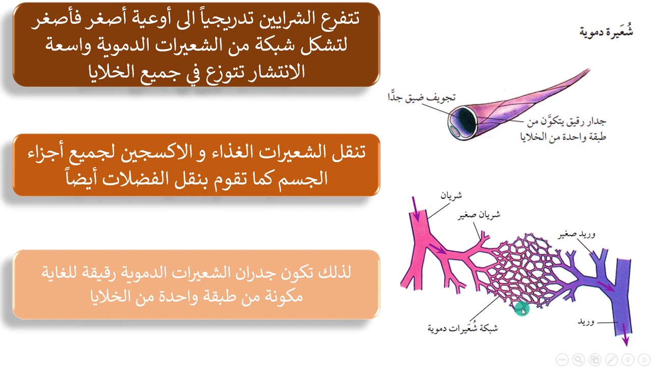 الاوعية الدموية|أحياء الصف العاشر|قناة المعلم المبدع