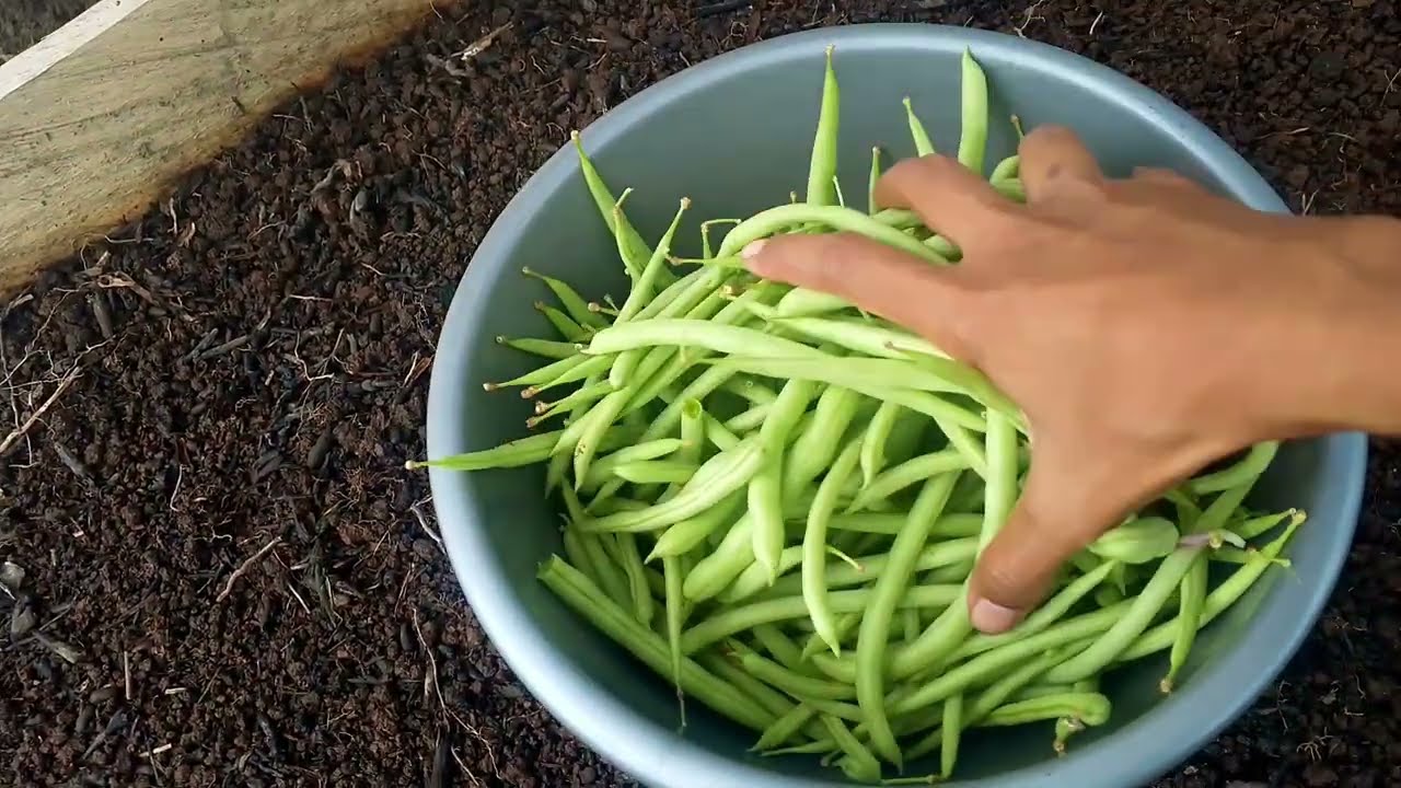 PETIK BUNCIS YANG SUDAH BESAR