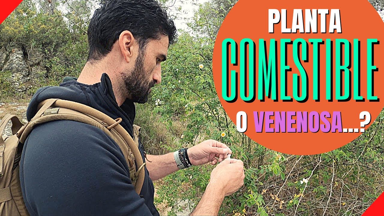 C&oacute;mo RECONOCER PLANTAS Silvestres COMESTIBLES | T&eacute;cnicas de Supervivencia en la Monta&ntilde;a