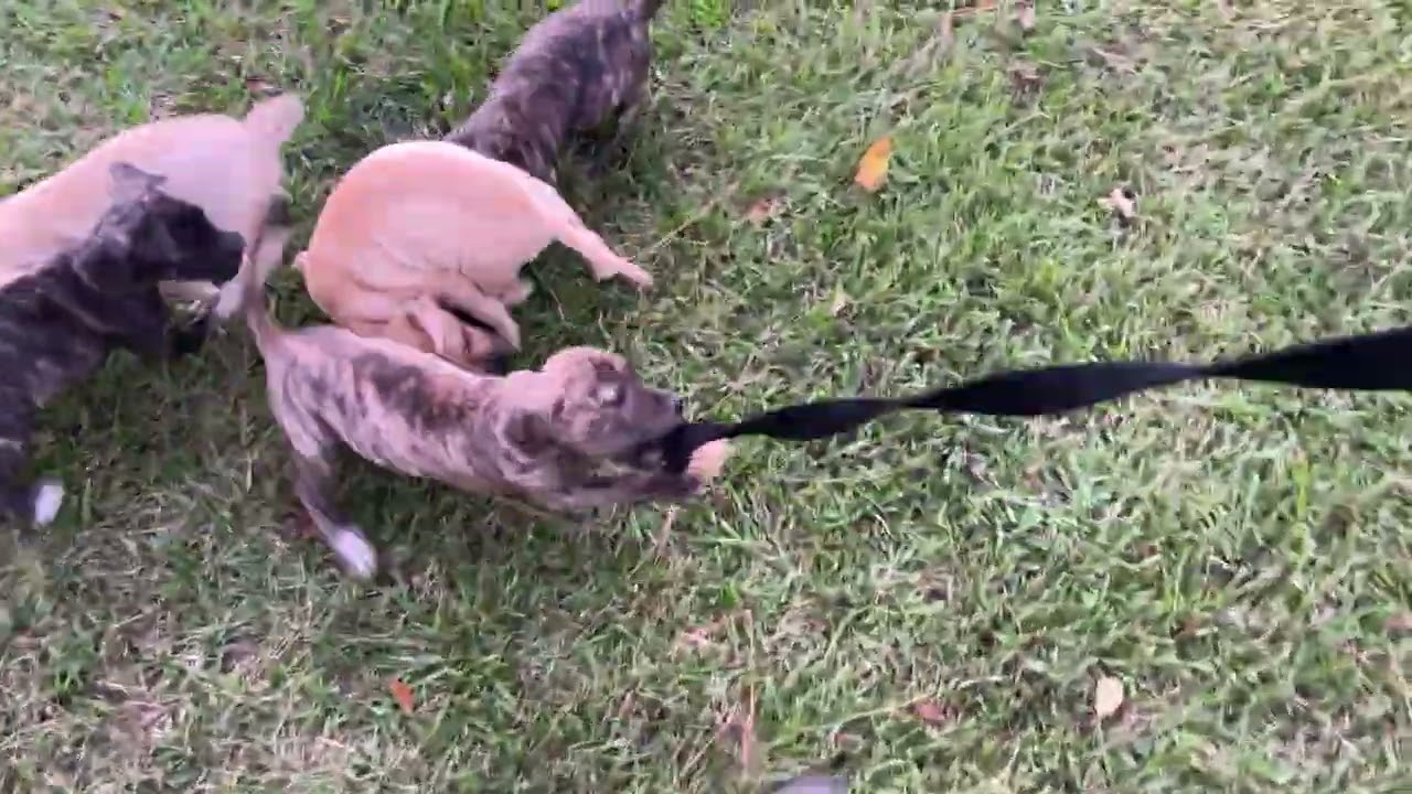 Pups out of Boomer x Bocote (2x Frankie-Bomp) at 7 weeks today