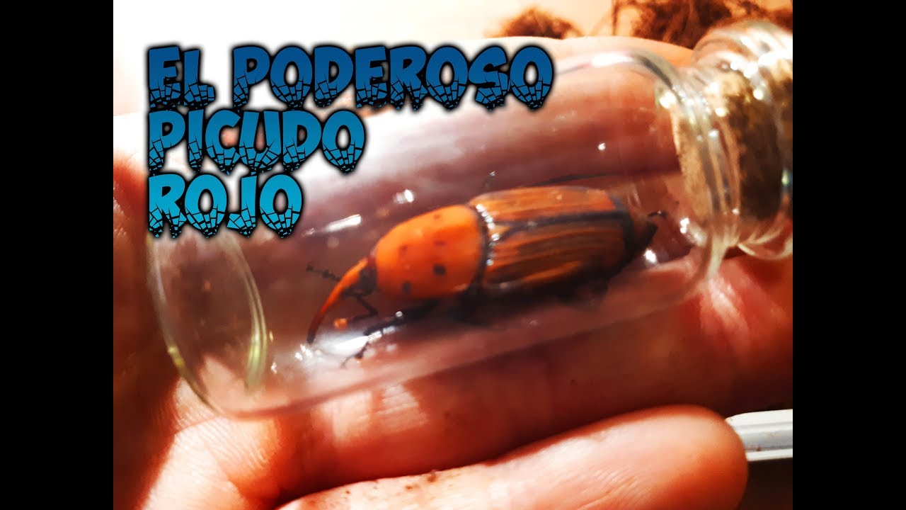 El poderoso Picudo Rojo