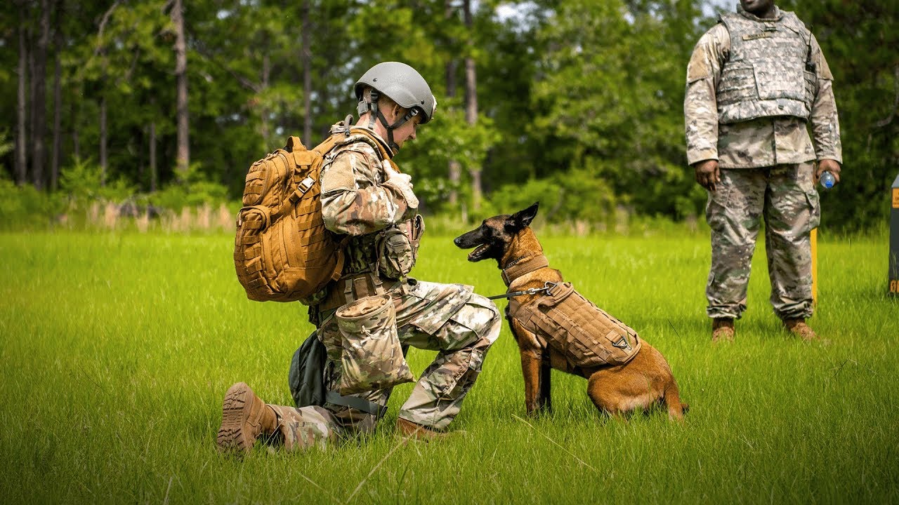 Training Dogs for War (904th Military Dog Detachment)