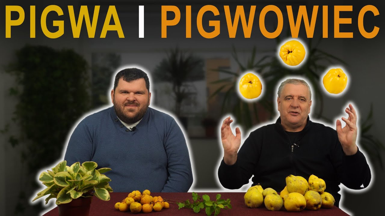 Wszystko o pigwie i pigwowcu