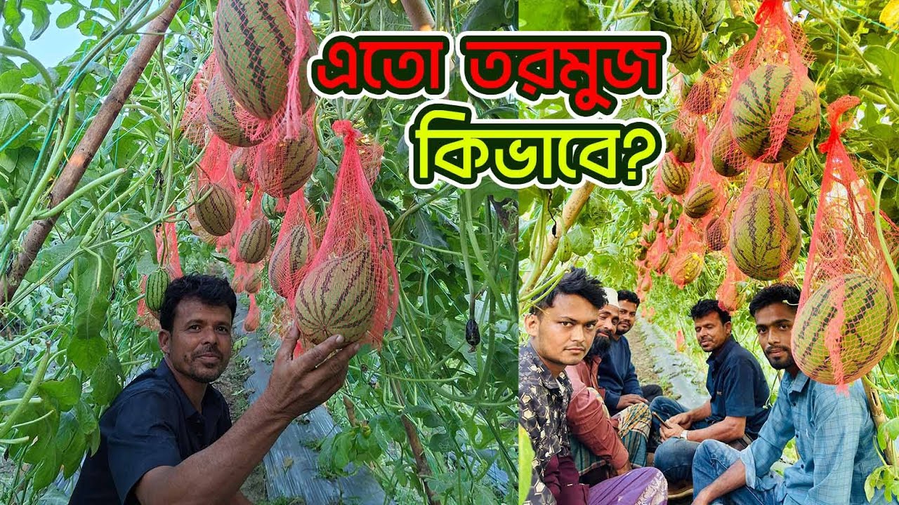 আস্থা তরমুজ চাষে কৃষকের লাভ বারো মাস