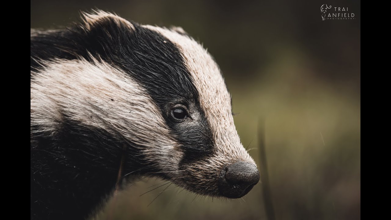 British Wildlife Photography Workshop - Badger