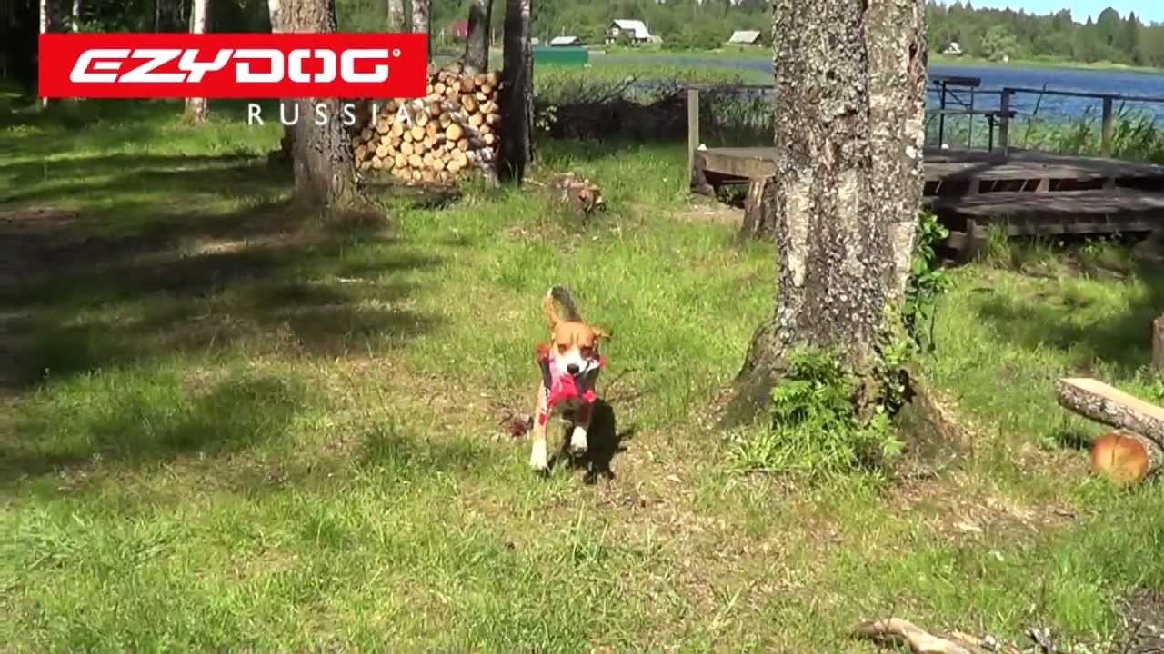 EzyDog | летающая тарелка DogStar