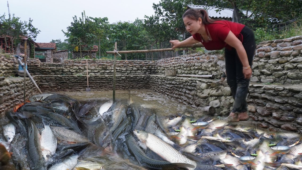 Harvesting fish in the pond after 1 year of raising farm, how big will the fish be? Dung bushcraft