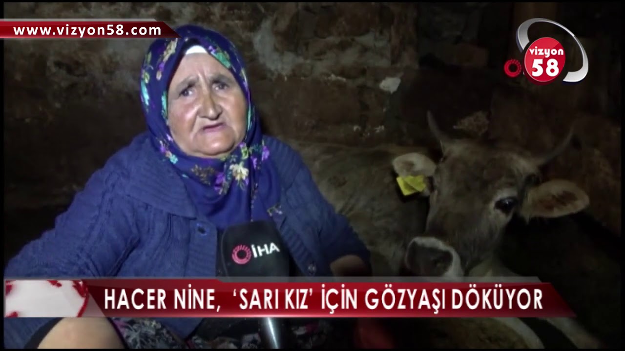 OVACIK KÖYÜNDE , KURT “SARI KIZ” ADLI GEBE İNEĞE SALDIRDI