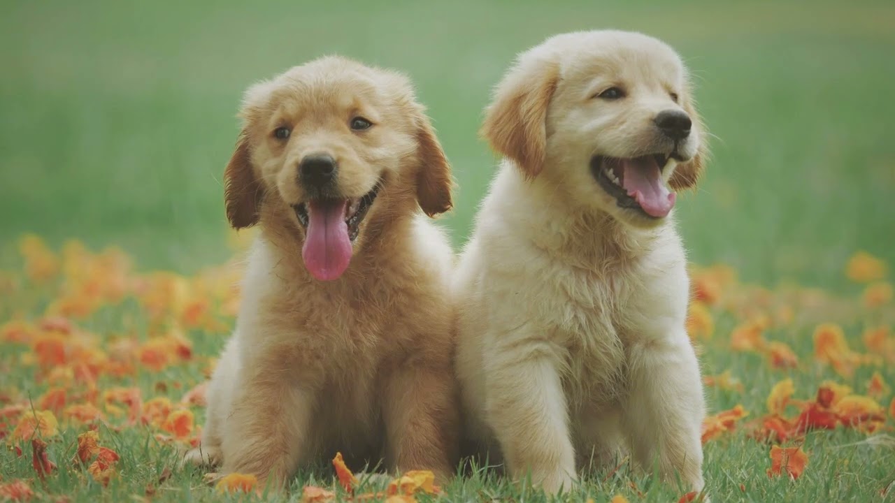 Was ist zu beachten beim Hundekauf – Von Privat und vom Züchter?