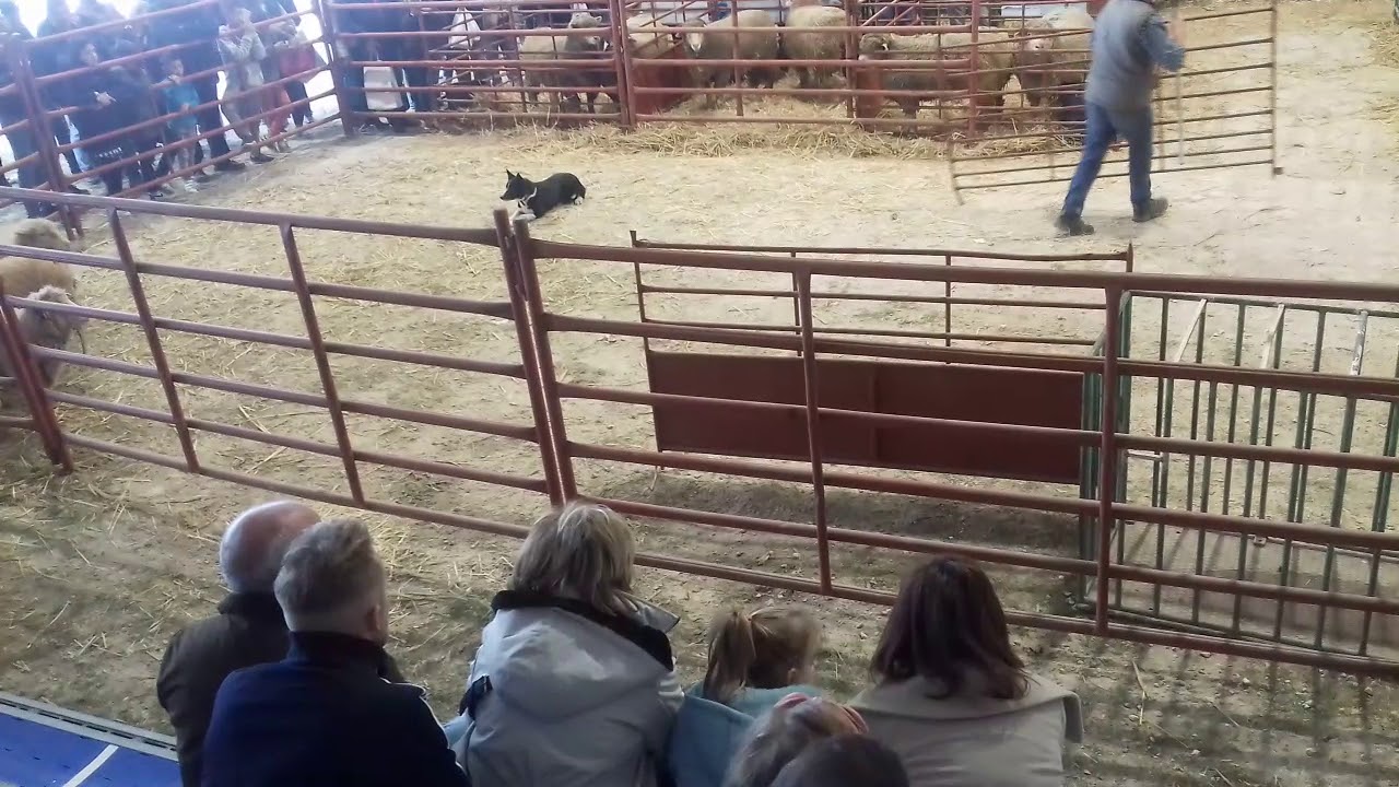 Demonstração de cães de pastoreio  (Serpa, 29Fev2020)