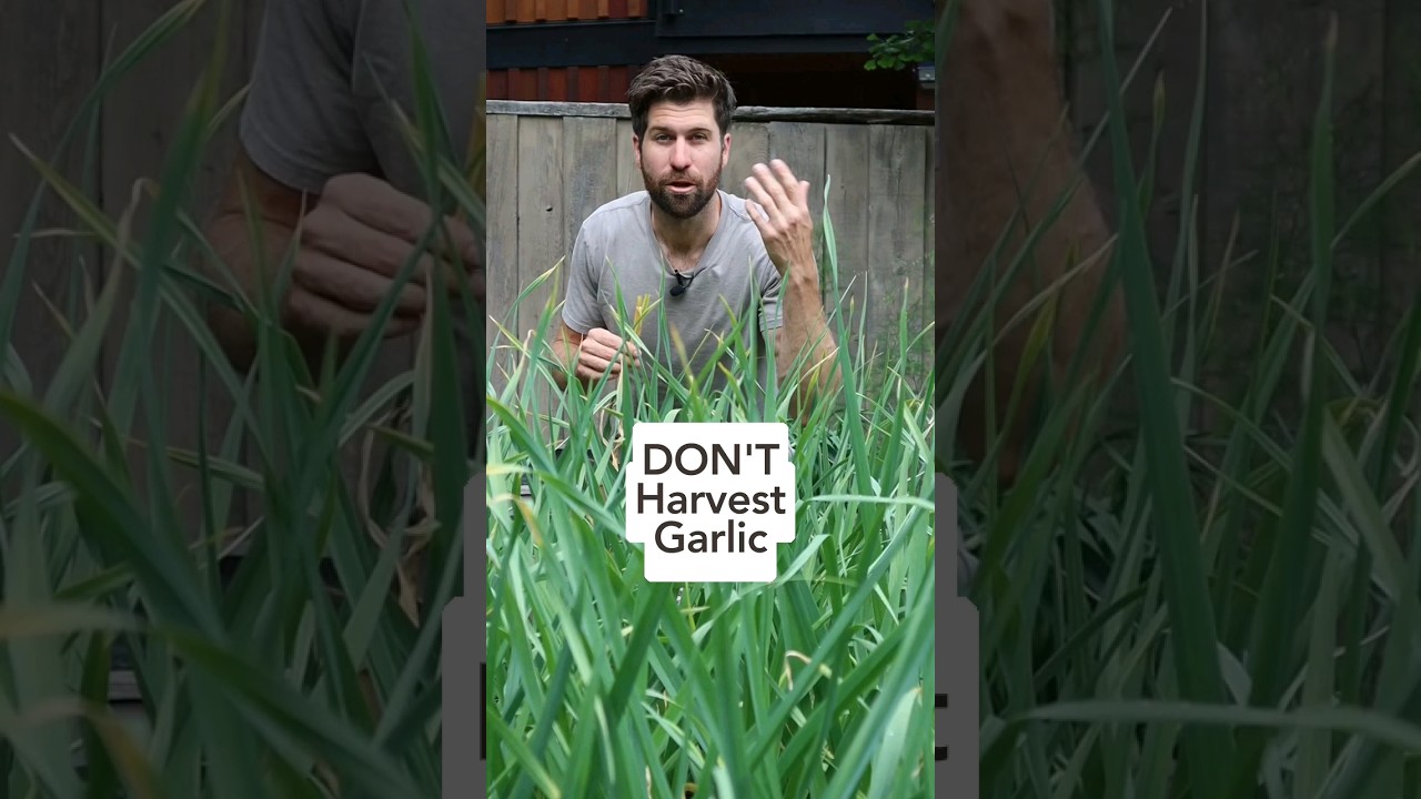 🧄 For the BIGGEST garlic heads, WAIT until these 2 things happen! #howtogrowgarlic #growinggarlic