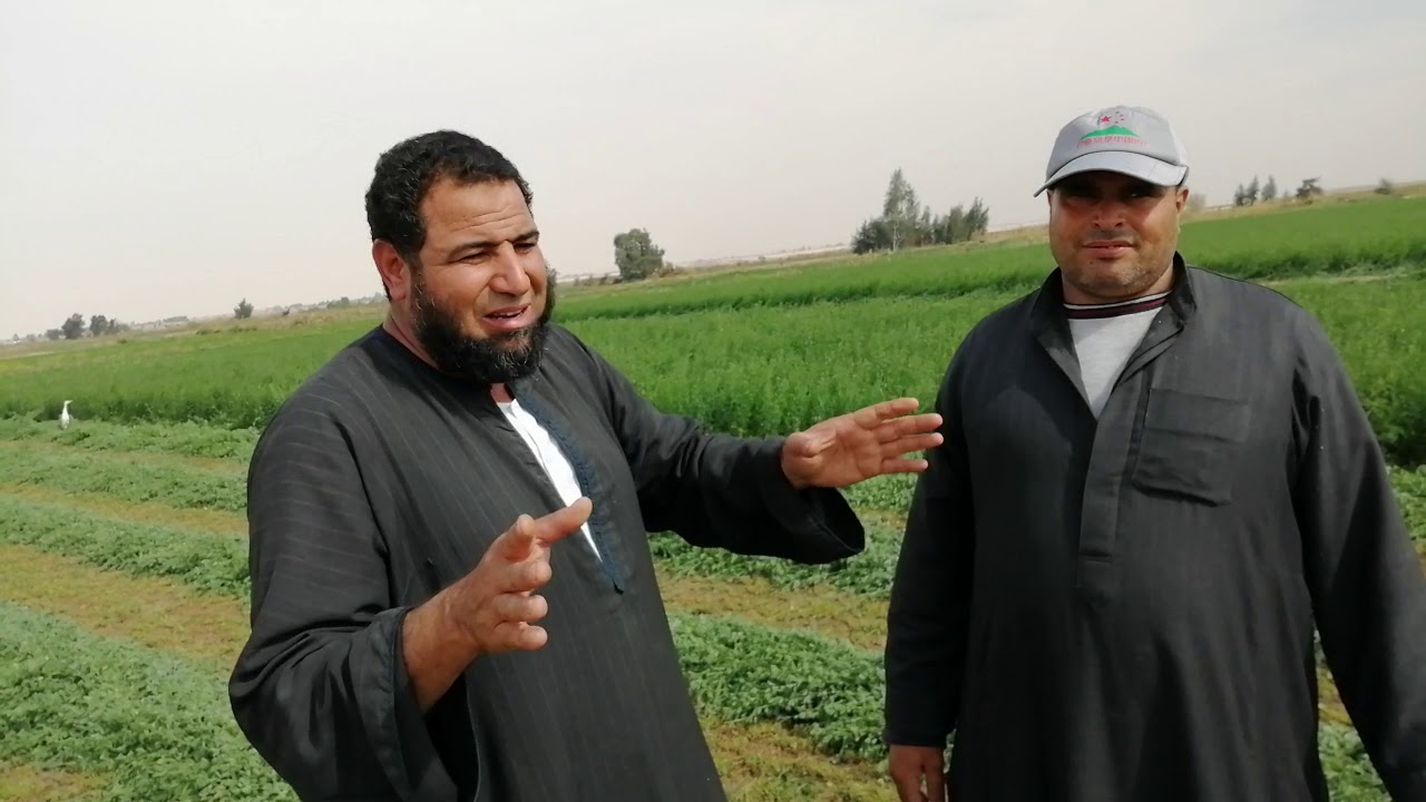شوف حشاشه البرسيم وعم جمال بيقدم نداء لكل الناس☝️بشركه الفلاح بالفرافره ت ٠١٢٠٥٠٥٣٥٠٧ ت ٠١٠٠٨٧٩١٢٨٥