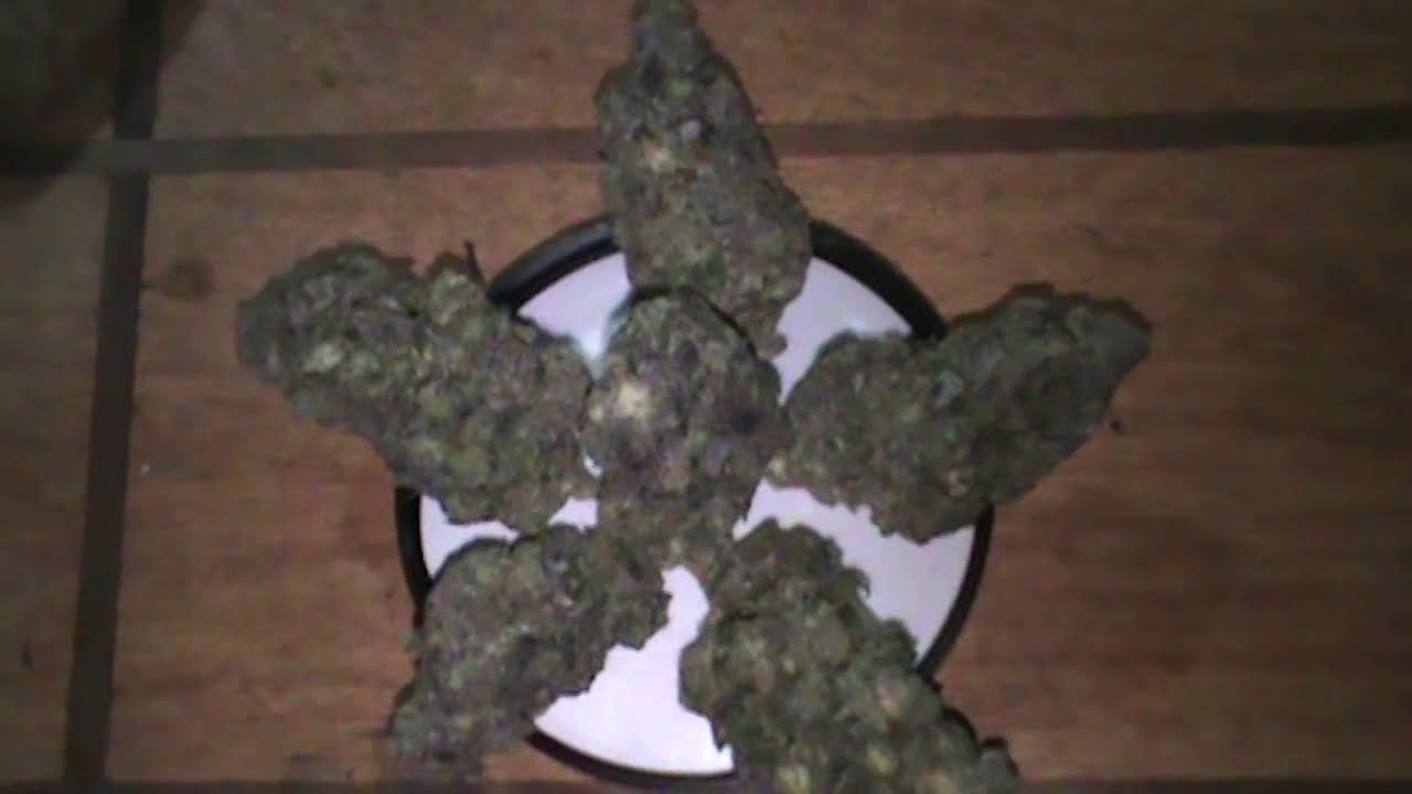GELATO#33 LARRY BIRD CUT (BCBUD)