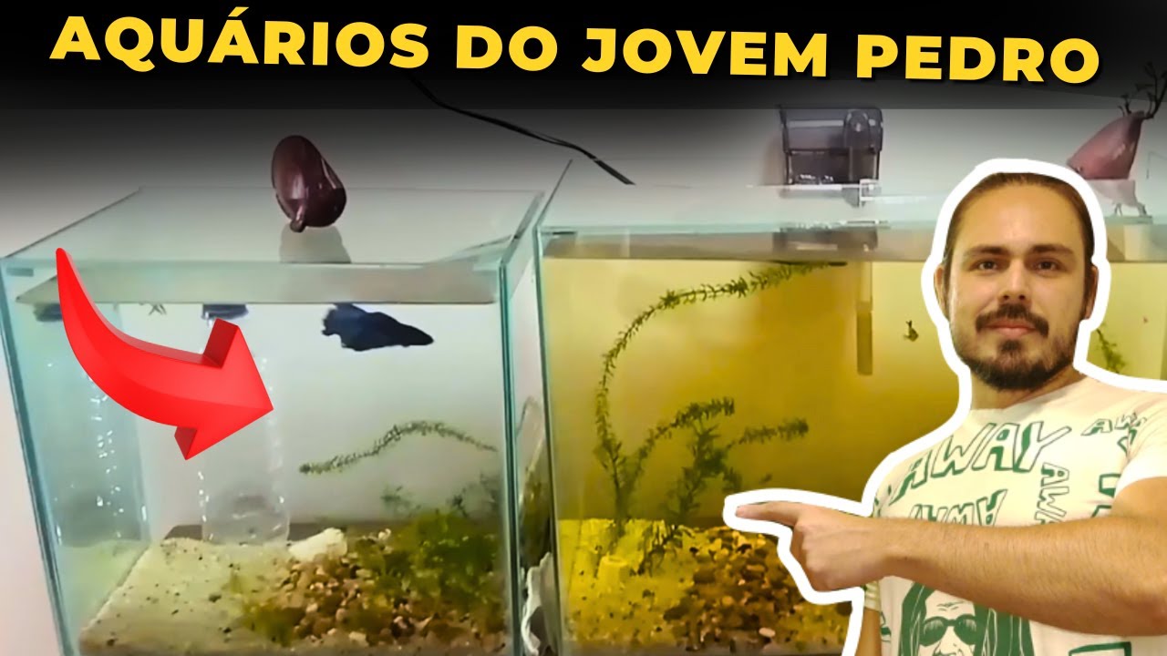 🔴OS DOIS AQUÁRIOS DO PEDRO |Mr. Betta|