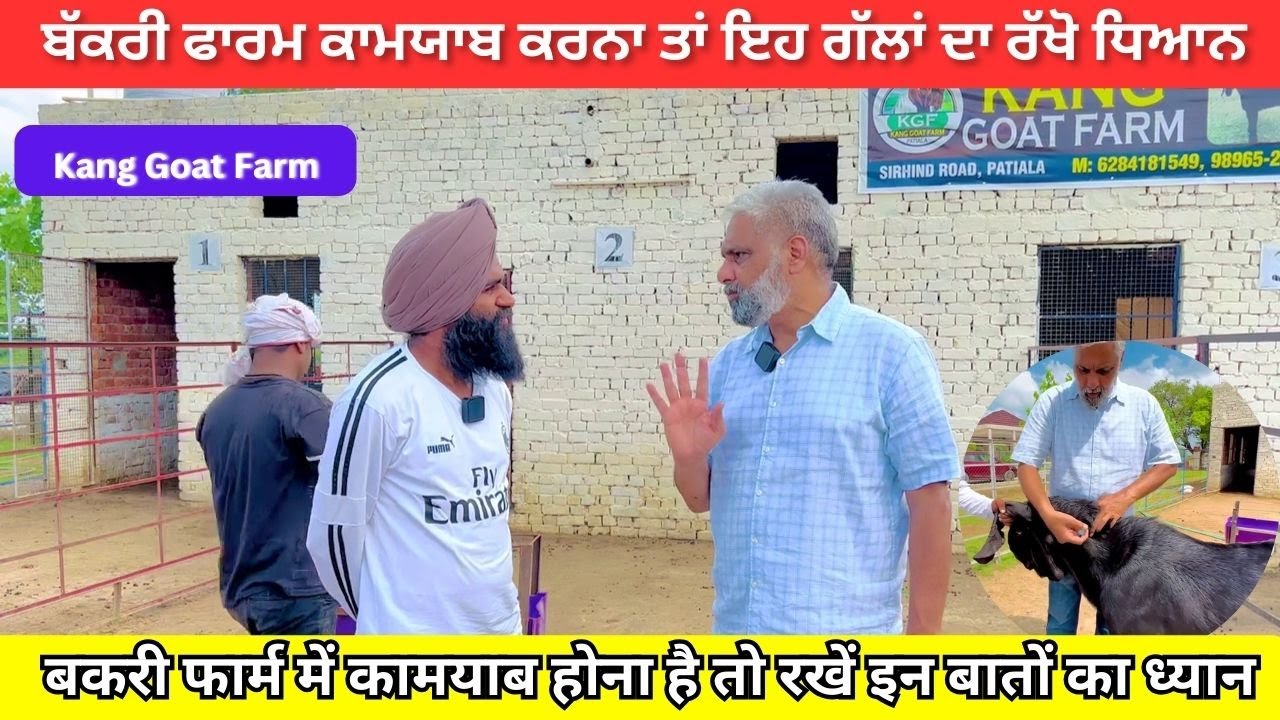 ਬੱਕਰੀ ਫਾਰਮ ਕਾਮਯਾਬ ਹੋ ਜਾਣਾ ਤੁਹਾਡਾ ਇਹ ਬਿਮਾਰੀਆਂ  ਰੋਕੋ ਇਸ ਤਰਾਂ ll kang goat farm ll @ILTILANATV #goa
