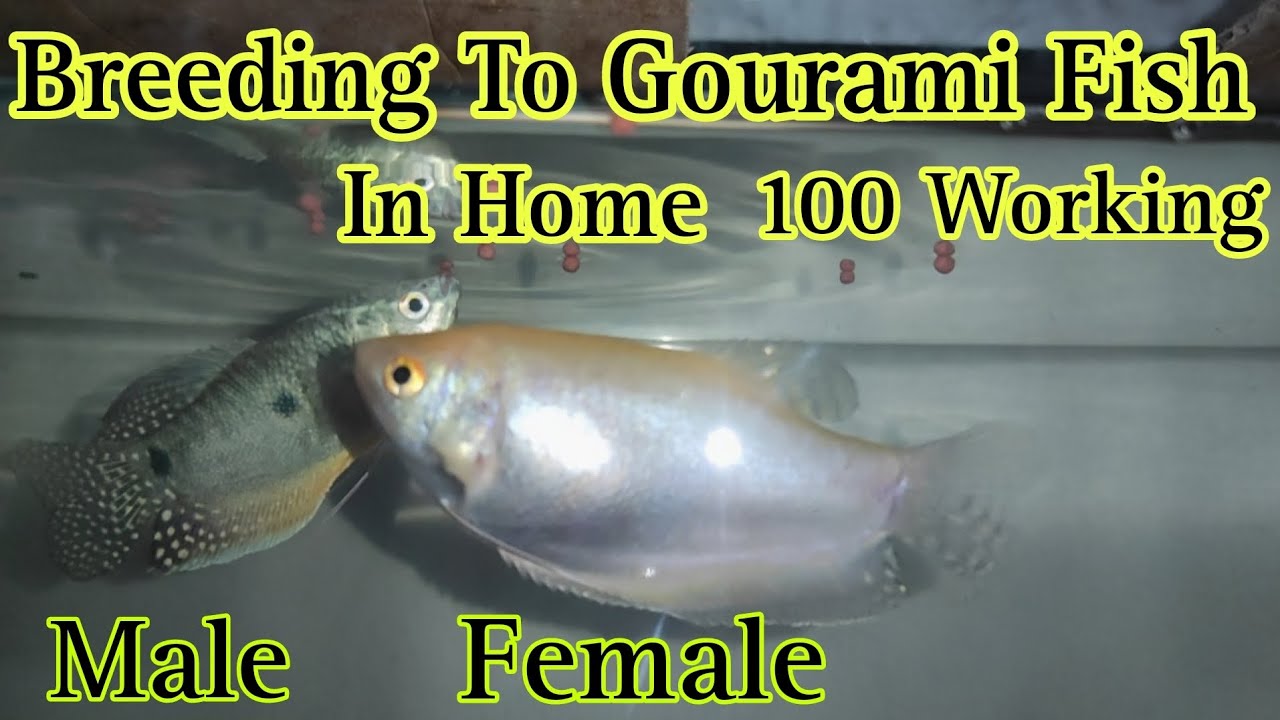 How To Breed Gourami Fish (In Gujrati)  Breeding Of Gourami Fish In Gujrati #petlover#aquariumhobby