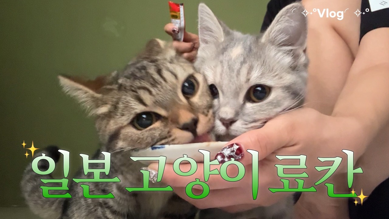 고양이와 하룻밤을 보낼 수 있는 일본 료칸 브이로그✧゜・． | 혼자 여행, 도쿄 근교, 일본 편의점