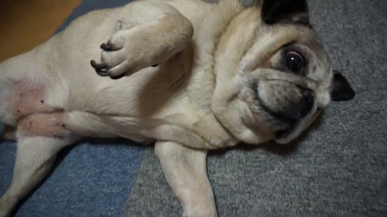 爪きりが嫌すぎて、テンションガタ落ちのパグ！I cut the nails of pug!