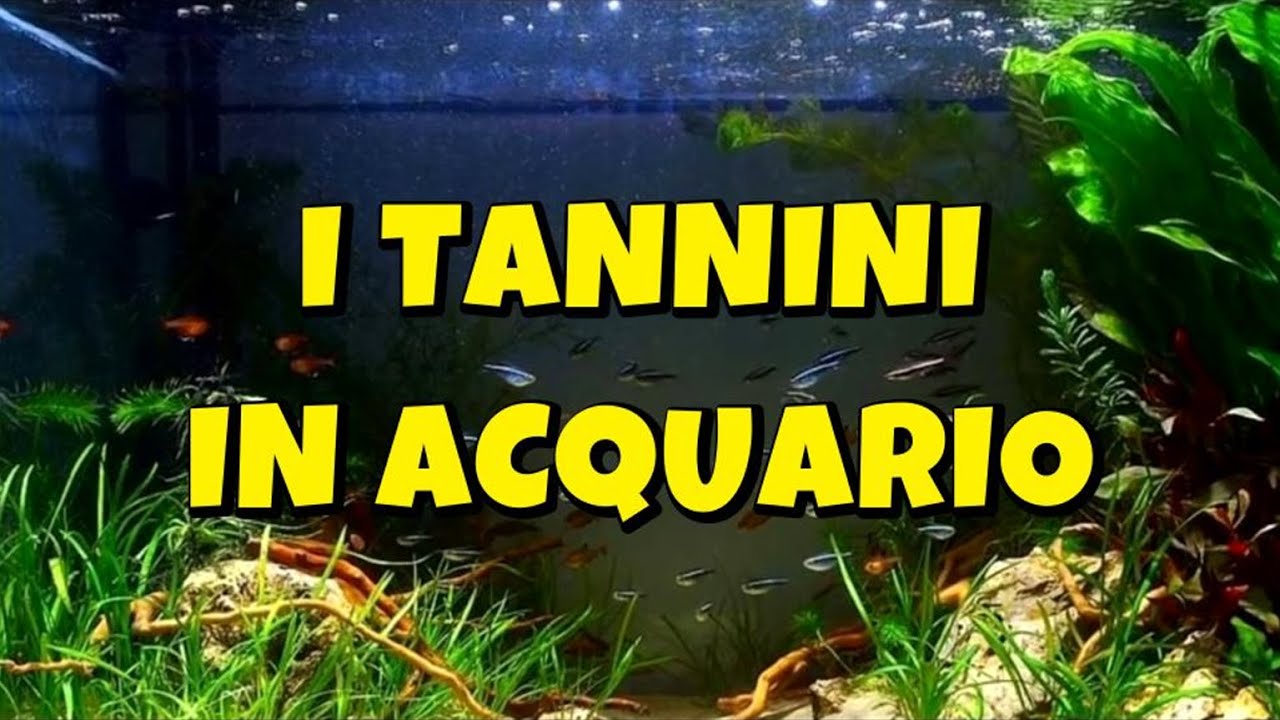 I TANNINI IN ACQUARIO - PRO E CONTRO
