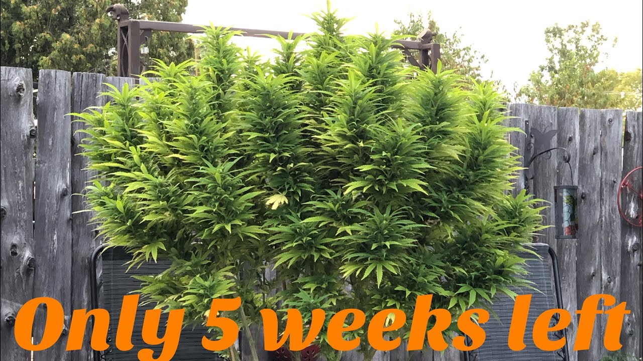 Outdoor Grow - 2019 outdoor Cannabis