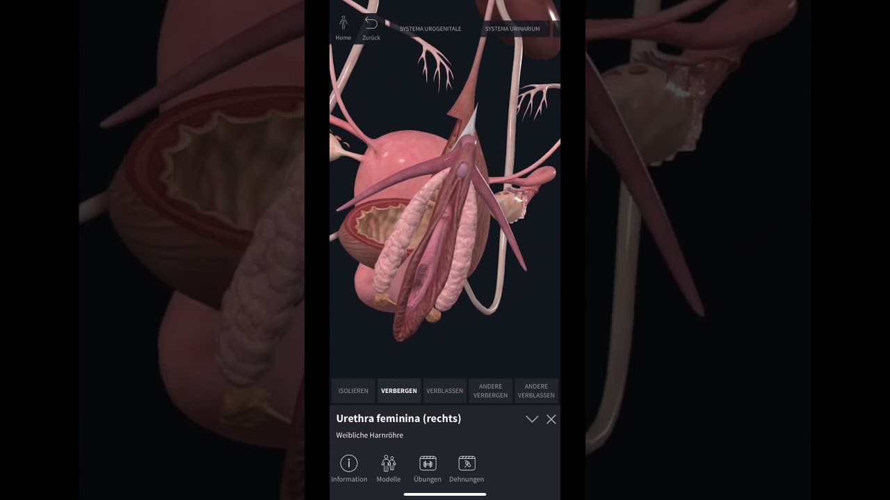 Die Harnblase von innen🤓