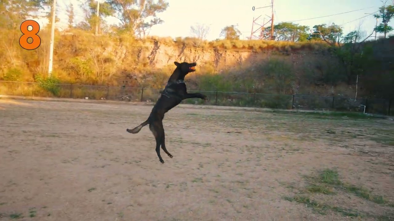 Blade Atrapas Pelota