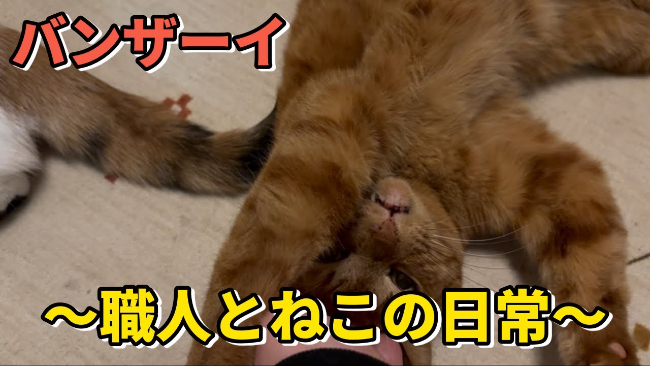 ノックアウト！？だらけ猫の日常